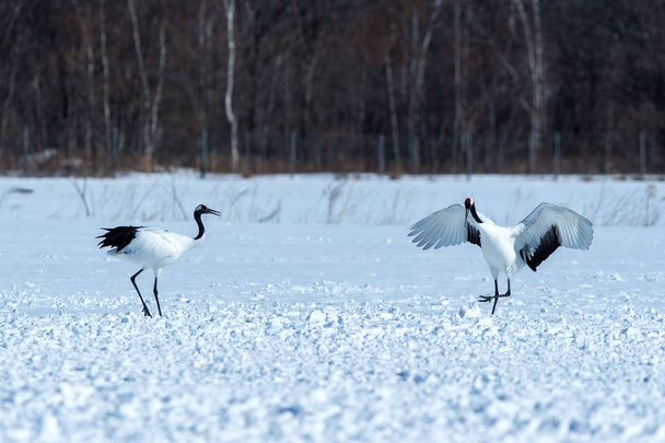 Taniec czerwone koronowane żurawie (Grus japoński) z otwartymi skrzydłami na śnieżnej łące, rytuał tańca krycia, zima, Hokkaido, Japonia, Japońskie Żuraw, piękne białe i czarne ptaki, elegancki, dzikiej przyrody - Zdjęcie, obraz