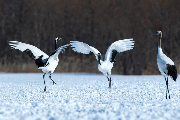 雪の草原に開いた翼を持つ赤い冠付きクレーン(グラスジャポネンシス)、交配ダンスの儀式、冬、北海道、日本、日本のクレーン、美しい白と黒の鳥、エレガントな、野生動物 - 写真・画像