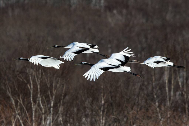Jeřáby (Grus japonensis) v letu s roztaženými křídly proti lesům, zimě, Hokkaido, Japonsku, japonskému jeřábu, nádhernému Mystickému národnímu bílému a černým ptákům, elegantnímu zvířeti - Fotografie, Obrázek