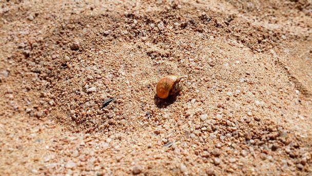 Closeup image of small hermit crab in shell crawling on hot sand at sea beach - Photo, Image