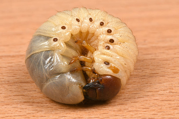Larva de un escarabajo rinoceronte
 - Foto, Imagen