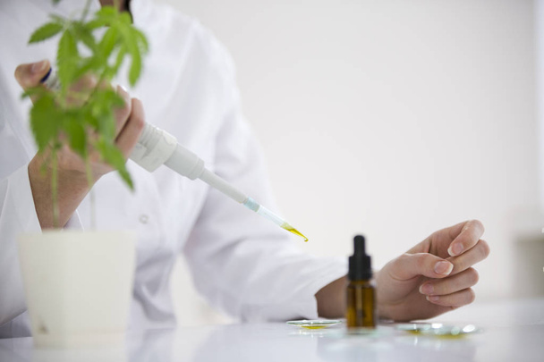 Scientist checking a pharmaceutical cbd oil in a laboratory on watch glass - 写真・画像