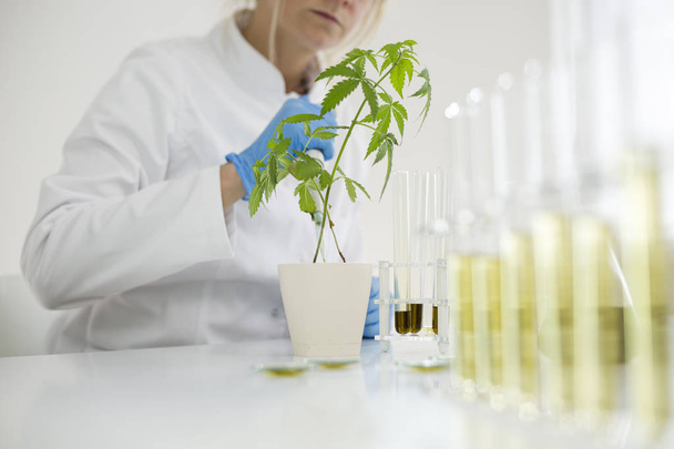 Πότισμα φυτά κάνναβης στο εργαστήριο με ακριβή σταγονόμετρο - Φωτογραφία, εικόνα