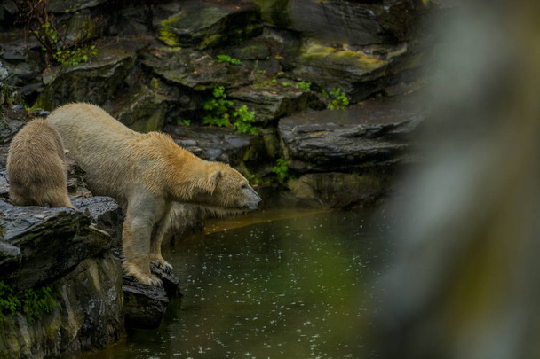 Küçük çocukla yağmur sırasında büyük kutup ayısı. Vahşi hayvanlarda eğlenceli ve meraklı bir ruh hali. Doğa. - Fotoğraf, Görsel