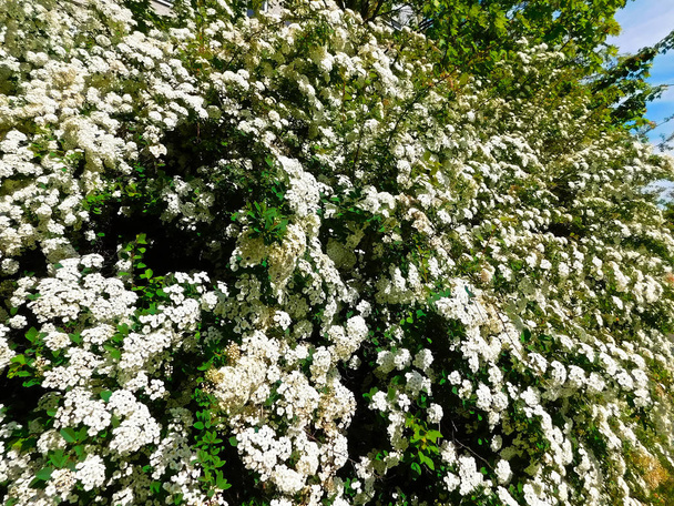 Valkoiset kukat kukinnan Spiraea pensas
 - Valokuva, kuva