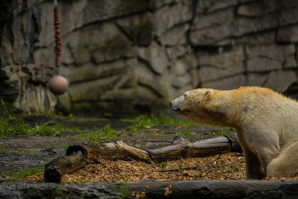 Gros ours polaire pendant une pluie avec le petit enfant. Humeur ludique et curieuse chez les animaux sauvages. Nature
. - Photo, image