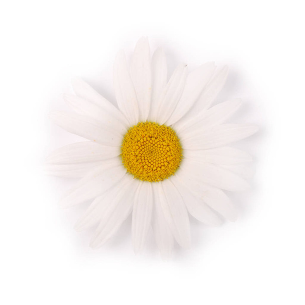 One white chamomile flower isolated on white background. - Valokuva, kuva