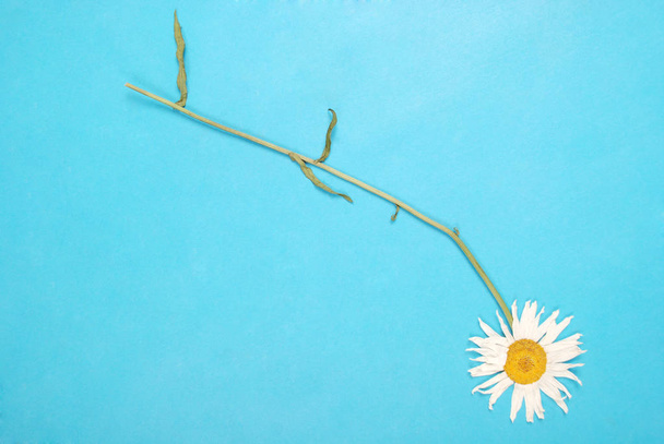 Composizione camomilla fiori su sfondo di carta a colori
 - Foto, immagini