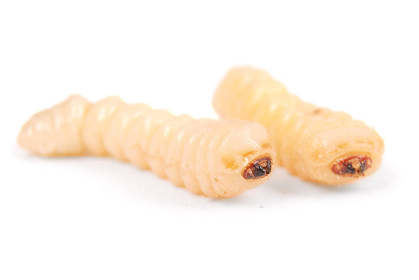 De schorskever van de larve (Scolytinae). Larve van Schorskevers legless - Foto, afbeelding