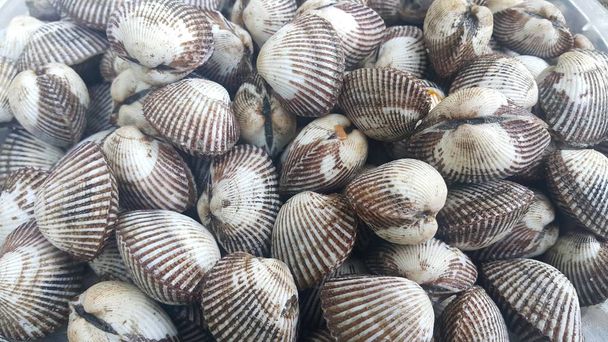 Fresh raw sea cockles background, sea shells, favorite dish of seafood - Photo, Image