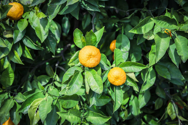 Mandarin garden - Trees with ripe fruits - Photo, image
