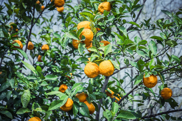 Mandarin garden - Trees with ripe fruits - Фото, зображення