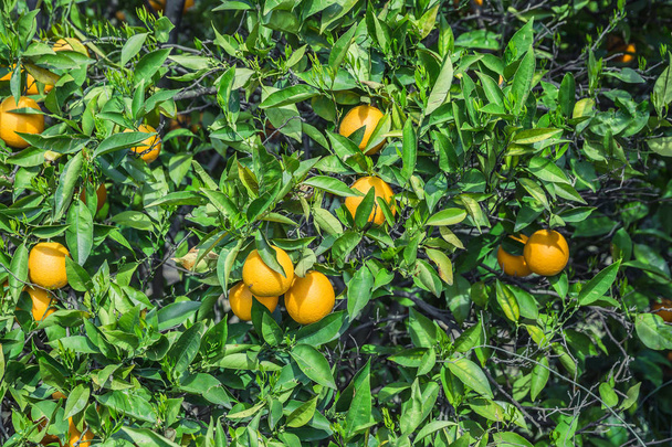 Orange garden - Trees with ripe fruits - Fotó, kép