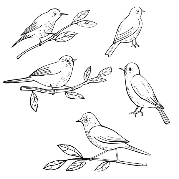Hand drawn spring birds. Vector sketch  illustration. - Vector, Image