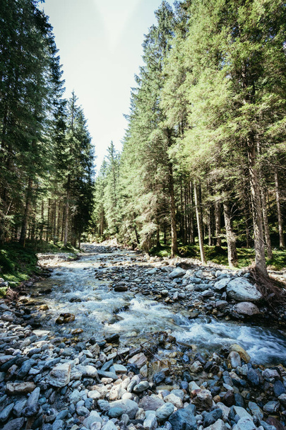 Nature landscape in the alps: River and timberland - Photo, image