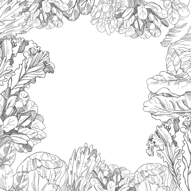 Vector background with hand drawn different kinds of lettuce  - Διάνυσμα, εικόνα