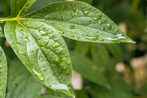 Close kilátás zöld levelek csepp esővíz. Szelektív fókusz. A frissesség fogalma. - Fotó, kép