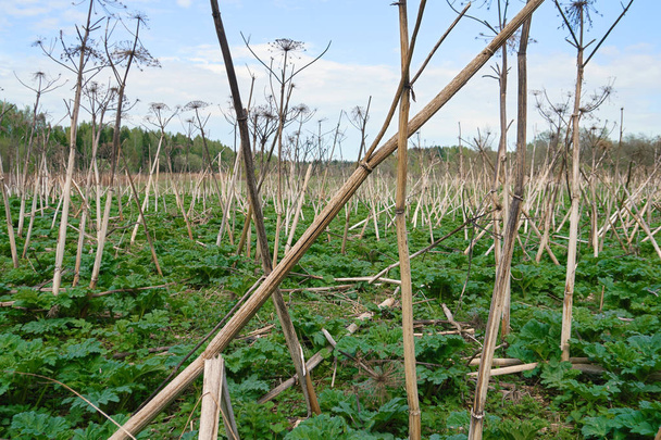Campo de erva daninha seca na zona rural russa
 - Foto, Imagem