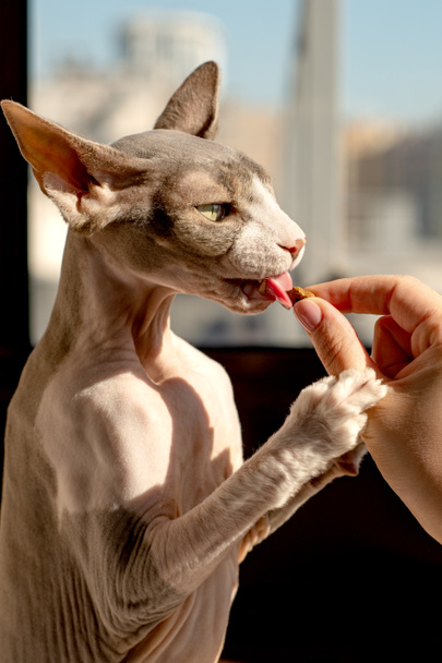  Frau füttert kanadische Sphinx Katze Katze Trockenfutter. die Katze g - Foto, Bild