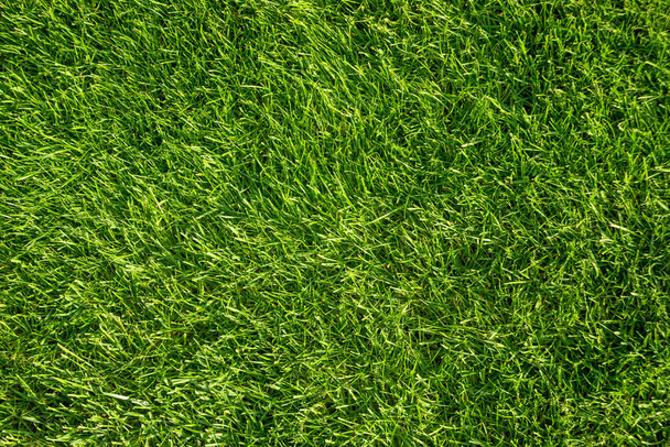 Green grass, top view, Background image.  Texture - Фото, изображение