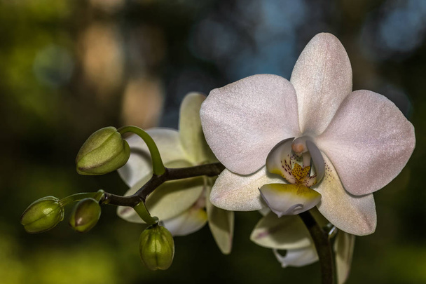 bílá Phalaenopsis s pupeny - Fotografie, Obrázek