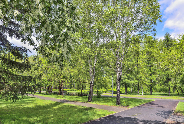 Городской весенний пейзаж в городском парке с цветущей вишней
  - Фото, изображение