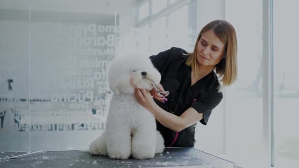 Bichon Fries w salonie pielęgnacyjnym dla psów - Materiał filmowy, wideo
