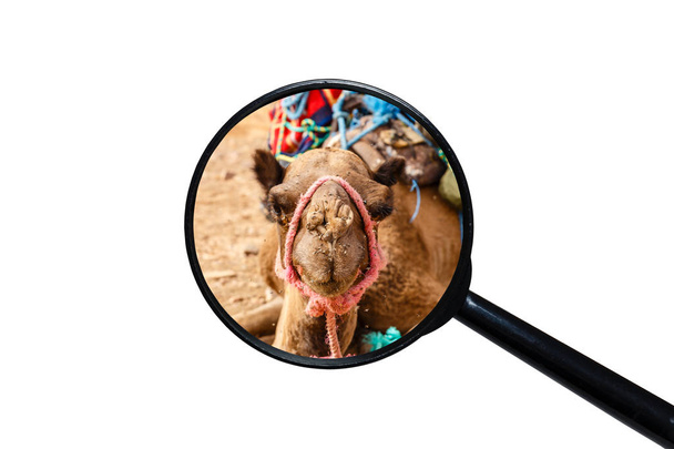 enxame de moscas no nariz de um camelo
 - Foto, Imagem