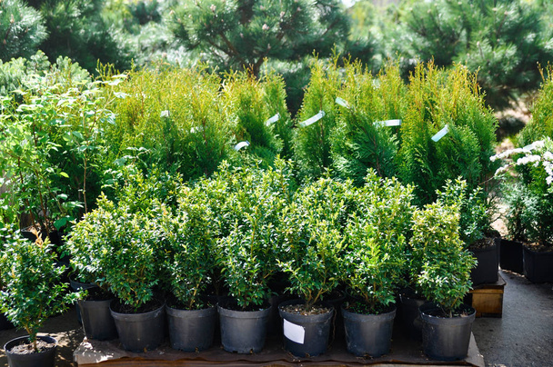 Seedlings in containers at a garden sale. Coniferous tree for planting in the ground. - Foto, imagen