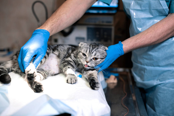 anesthesiologist prepares a cat for surgery. Pet surgery. Pet su - Φωτογραφία, εικόνα