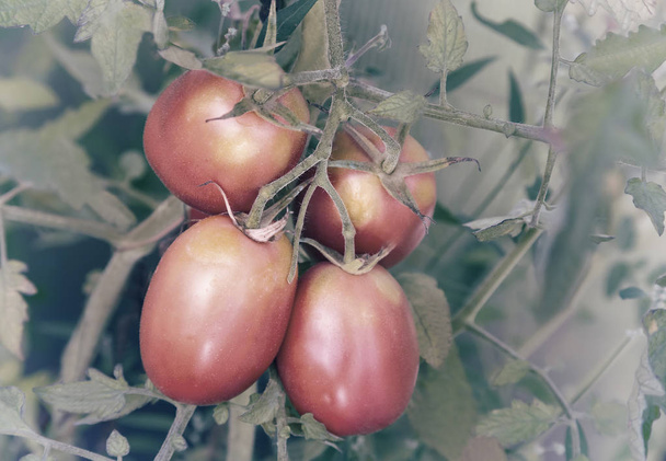 Tomates mûrissent sur les branches d'un Bush. - Photo, image
