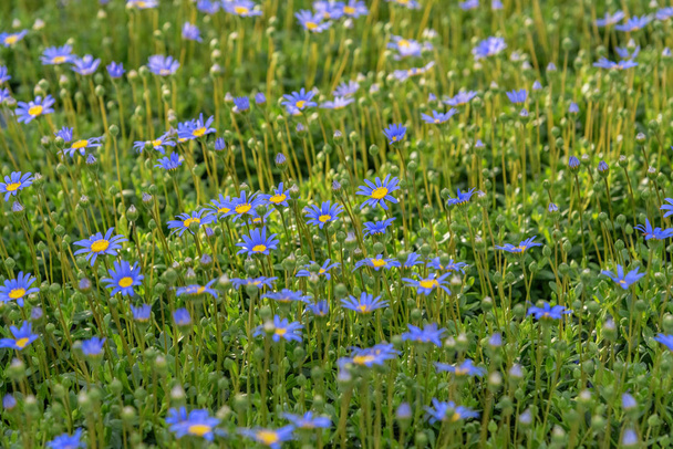 Felicia amelloides, o arbusto margarida azul ou a felícia azul. Planta herbácea macia, perene, sempre verde. Campo de flores azuis para jardins, parques
 - Foto, Imagem