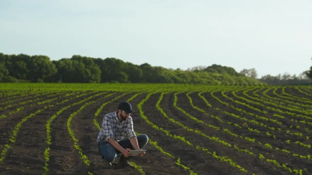 Zemědělec používá tabletu v oblasti mladé slunečnice - Záběry, video