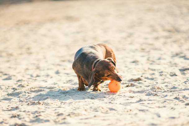 古い脂肪小さな茶色のダックスフント犬は、晴れた天気の砂浜でゴムの赤いボールで遊ぶ - 写真・画像