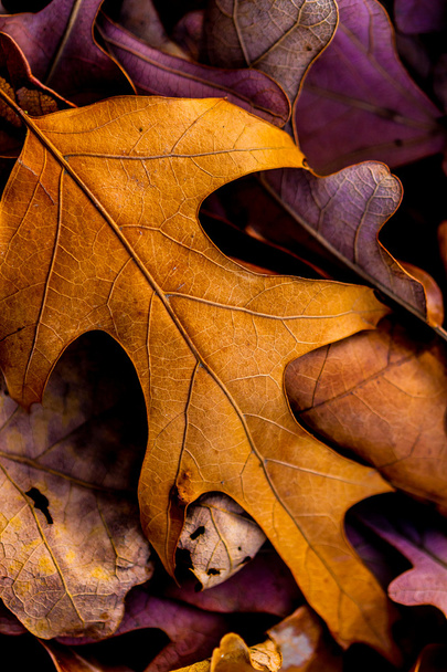 Nahaufnahme von wunderschönem, kompliziertem Herbstlaub. - Foto, Bild
