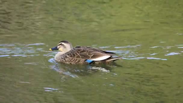 Floating duck in the pond copyspace - Footage, Video