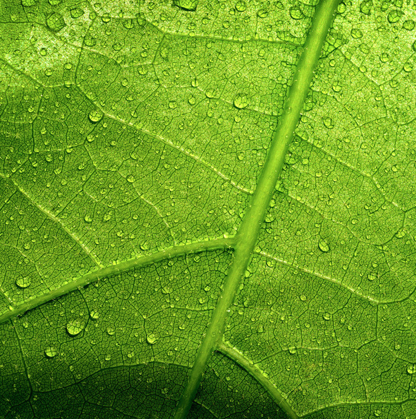 Beautiful leaf background - Fotografie, Obrázek