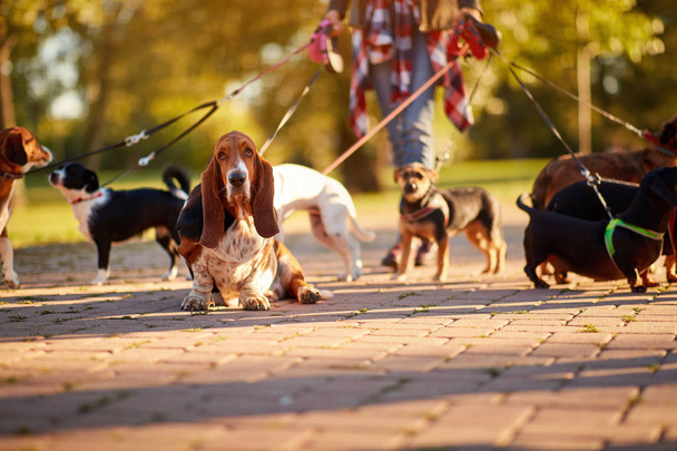 Professional Dog Walker - Basset Hound enjoying in walk - Zdjęcie, obraz