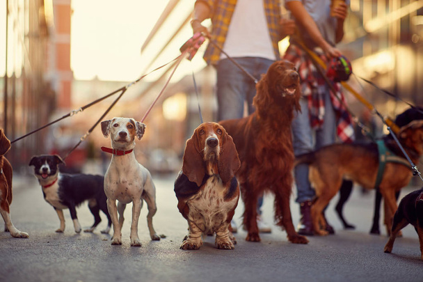grupo de perros con hombre y correa listos para dar un paseo
 - Foto, Imagen