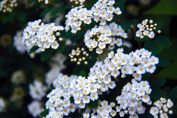 White Spirea Flowers On Bush At Spring. Spiraea flowers are highly valued in decorative gardening and forestry management.  - Photo, Image