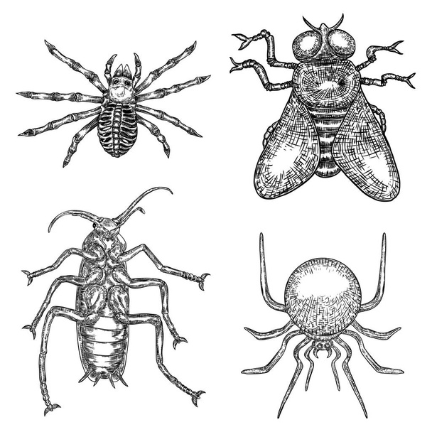 Alchemy symbol elements set. Insects, fly, spiders, cockroach. S - Vector, afbeelding