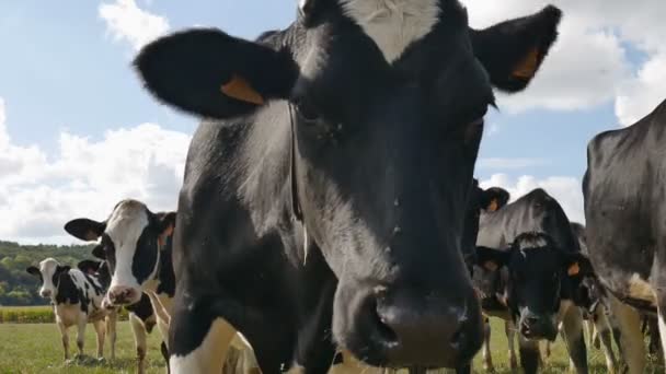Video der schwarz-weißen Kuh im Freien, Kühe nasse Nase an einem warmen, sonnigen Tag im Sommer auf der Weide - Filmmaterial, Video