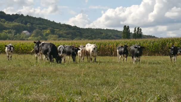 schwarz-weiße Milchkühe fressen an warmen, sonnigen Sommertagen grünes Gras auf der Weide - Filmmaterial, Video