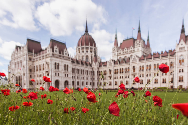 Fleurs de pavot avec vue sur le Parlement hongrois à Budapest
 - Photo, image