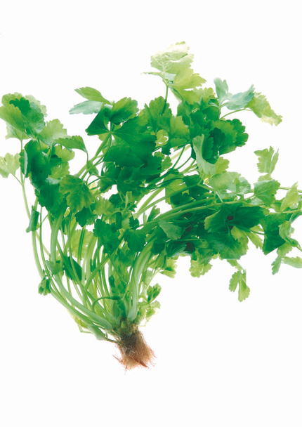 close up view of parsley - Foto, immagini