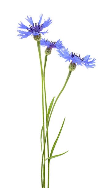 Niebieskie kwiaty chabry na białym tle - Zdjęcie, obraz