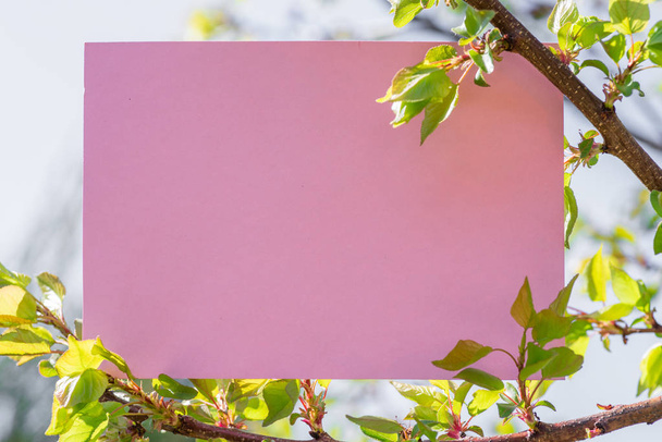 Paper blank between cherry branches in blossom.  - Foto, Imagen