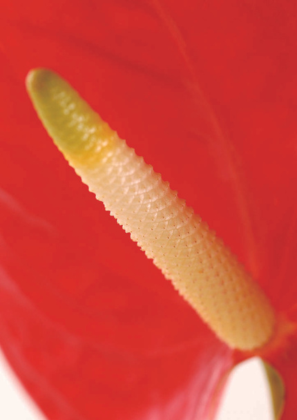 close up view of red flower - Zdjęcie, obraz