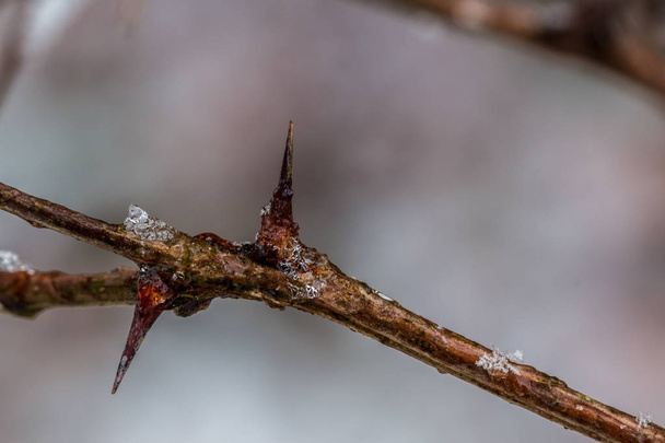 Kışın buz ile kahverengi dondurulmuş dikenler - Fotoğraf, Görsel