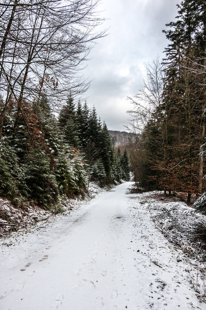 Сніговий лісовий шлях посеред зимового лісу
 - Фото, зображення